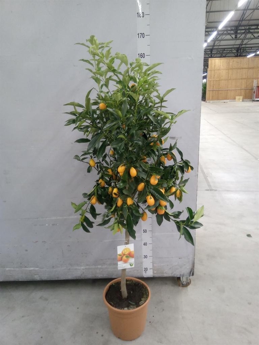 <h4>Citrus   ...</h4>