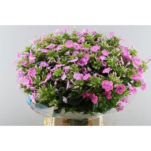 Phlox P Senora (rose) L 70