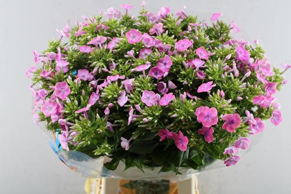 <h4>Phlox P Senora (rose) L 70</h4>
