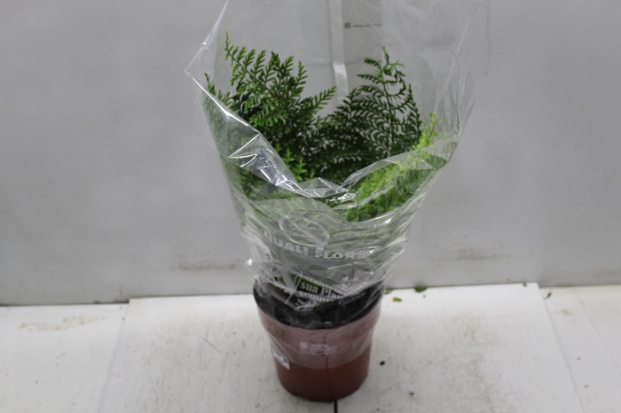 <h4>ASPLENIUM PARVATI P17</h4>
