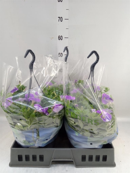 <h4>Petunia   ...</h4>