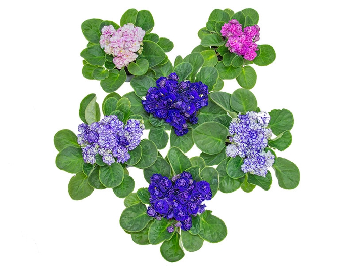 <h4>VIOLETA DOBRADA P11</h4>