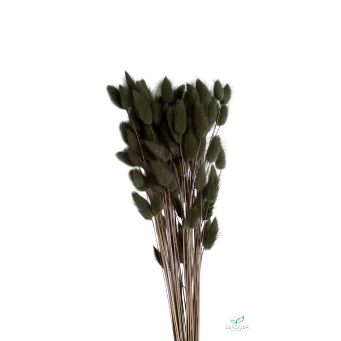<h4>DRIED FLOWERS - LAGURUS OLIVE GREEN 50GR</h4>