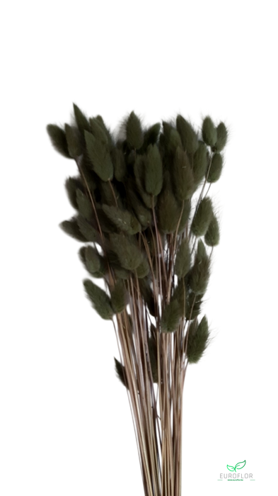 DRIED FLOWERS - LAGURUS OLIVE GREEN 50GR