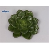 Echeveria Affinus Cutflower Wincx-5cm