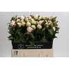 Paeonia Festiva Maxima