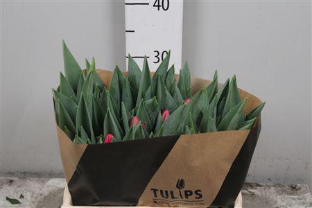 <h4>Tu En Lipstick</h4>