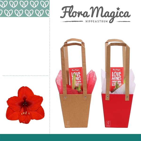 <h4>Hippeastrum Rood 2 Knop in Giftbag LOVE</h4>