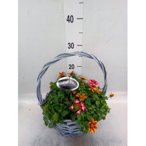 Arr.   Perkplanten L%