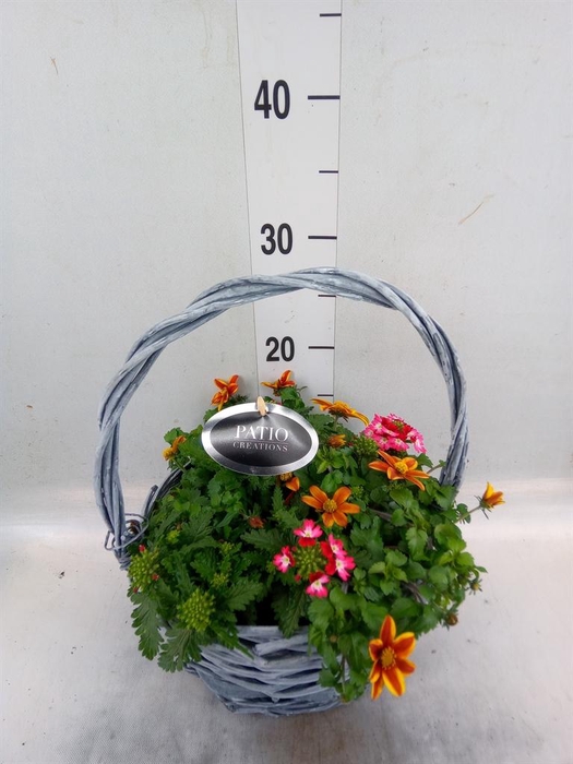 <h4>Arr.   Perkplanten L%</h4>