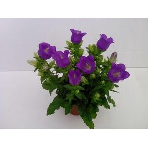 CAMPANULA MEDIUM P11 LADY BLUE