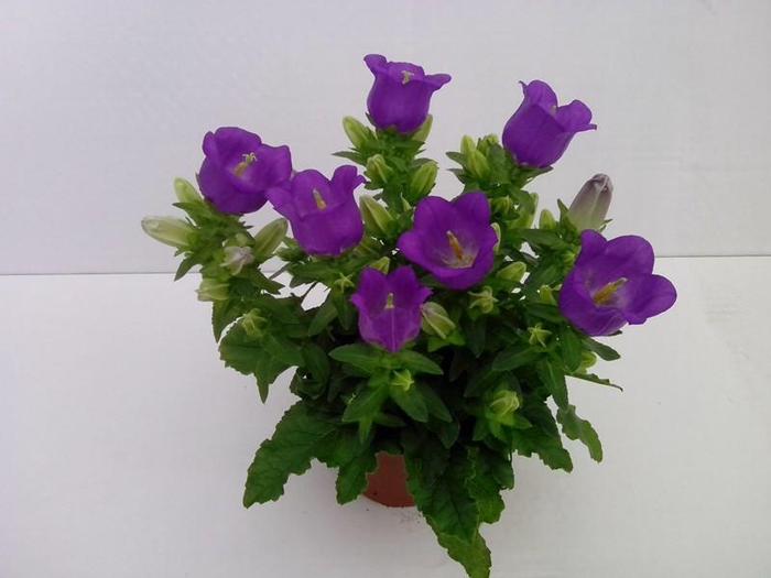 <h4>CAMPANULA MEDIUM P11 LADY BLUE</h4>