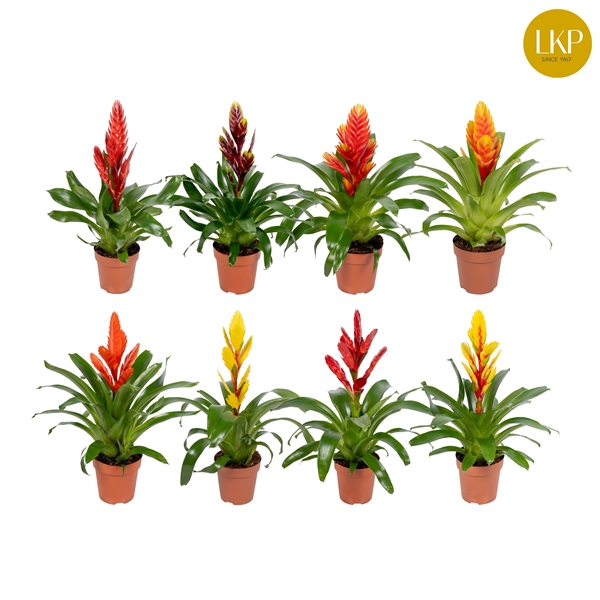 <h4>Vriesea Sensation 8 soorten Gemengd (Met Hoes)</h4>