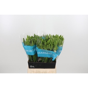 Ornithogalum T Mount Fuji