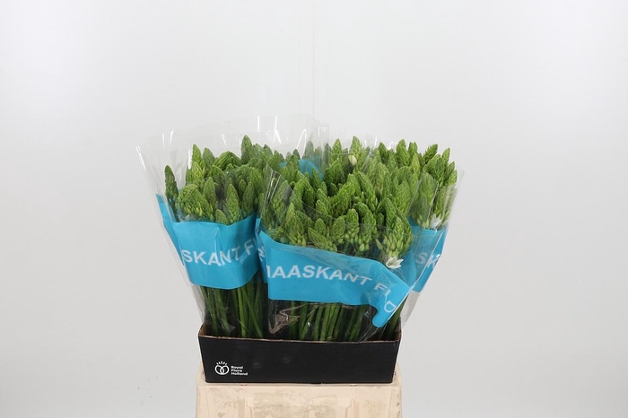 <h4>Ornithogalum T Mount Fuji</h4>