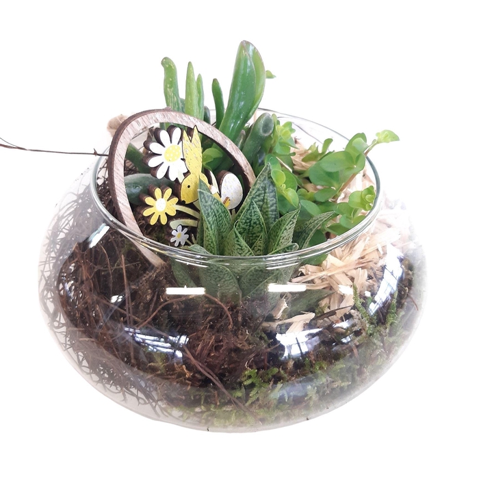 Arr.   Kamerplant Groen L%