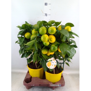 Citrus meyeri 'Meyer'