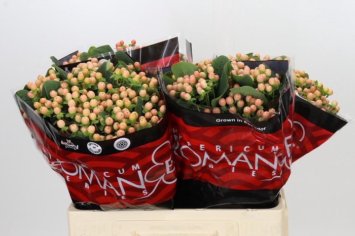 <h4>Hypericum Mellow Romance</h4>