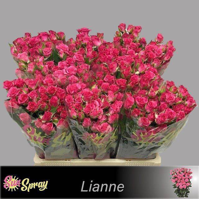 <h4>Rosa spray lianne</h4>