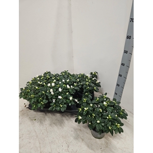 RHODO SI WITTE VOGEL