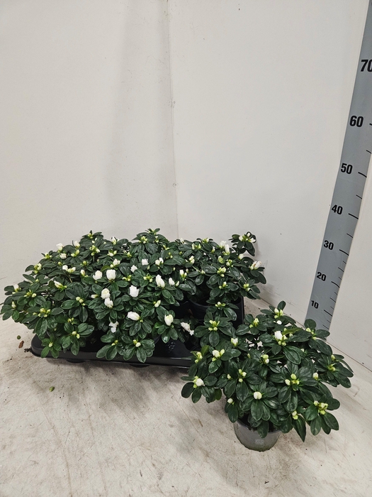 <h4>RHODO SI WITTE VOGEL</h4>