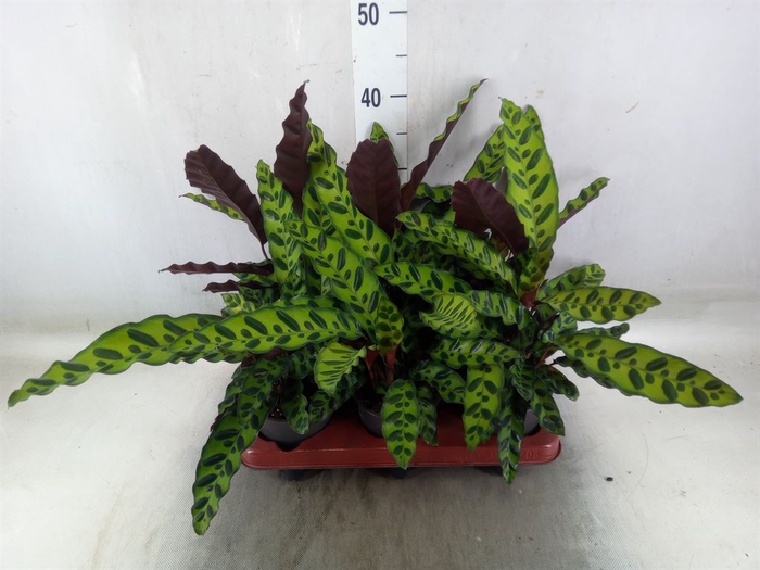 <h4>Calathea lancifolia</h4>