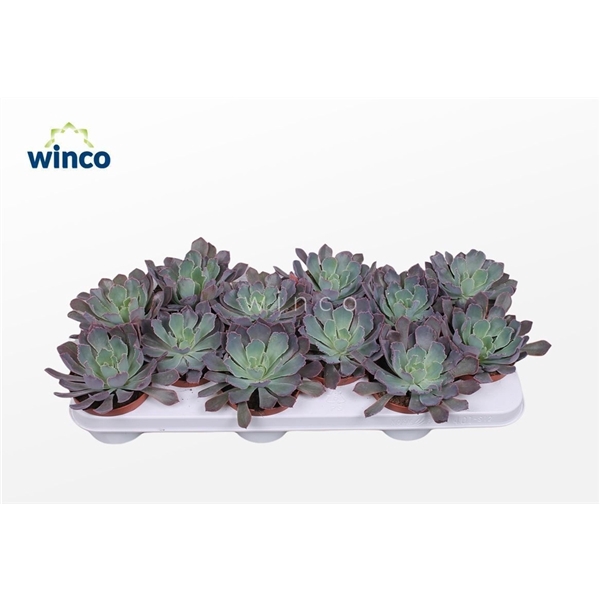 <h4>Echeveria Neonbreaker</h4>