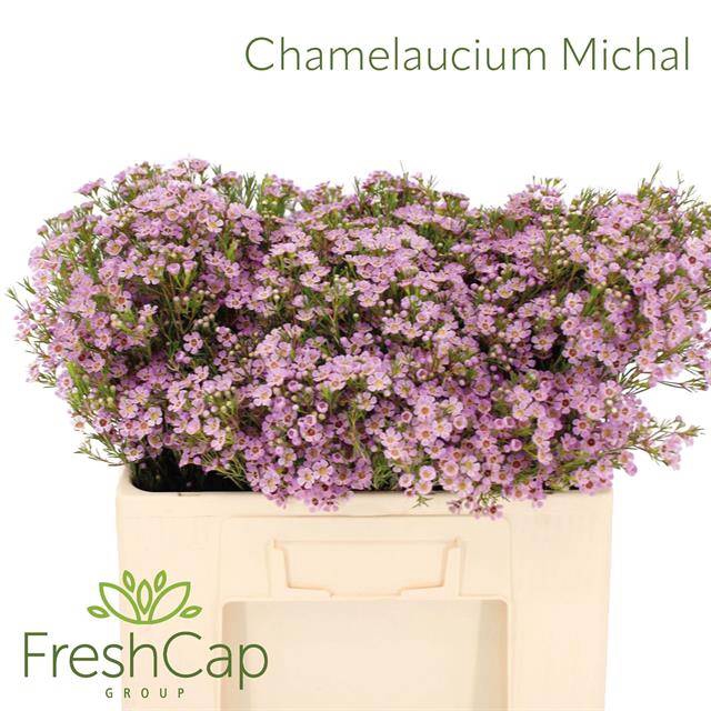 <h4>CHAME UN MICHAL</h4>