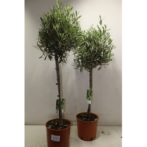 Olea Europaea