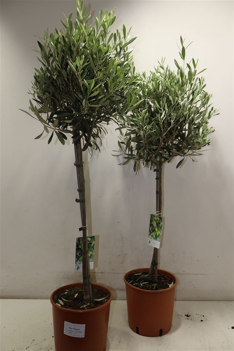 <h4>Olea Europaea</h4>
