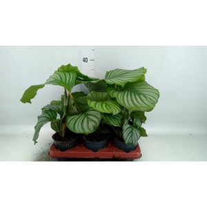 Calathea orbifolia