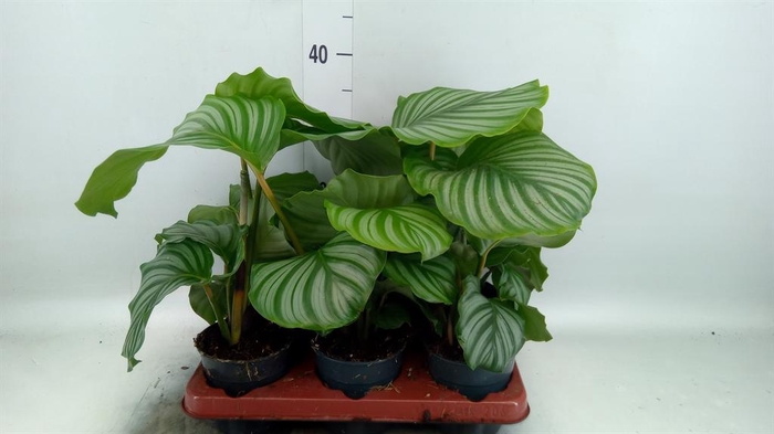 <h4>Calathea orbifolia</h4>