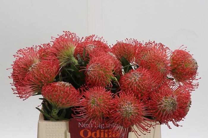 <h4>Nutans Ayoba Pink</h4>