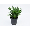 DRACENA COMPACTA P17