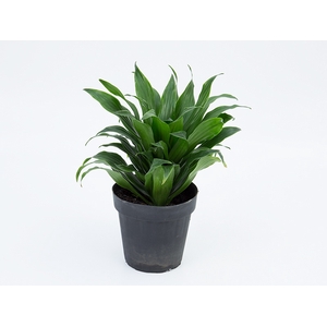 DRACENA COMPACTA P17