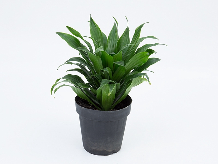 <h4>DRACENA COMPACTA P17</h4>