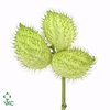 Asclepias moby dick seed pod