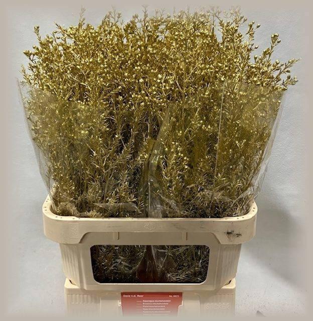 <h4>CHAME OV KLB H%</h4>