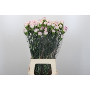 Dianthus St Pixy