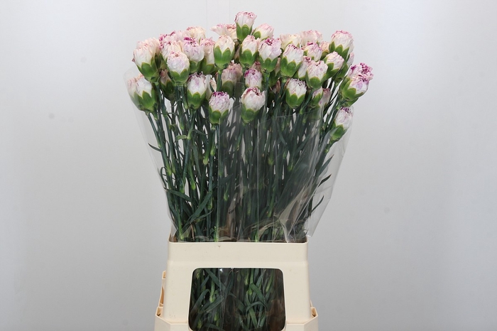<h4>Dianthus St Pixy</h4>