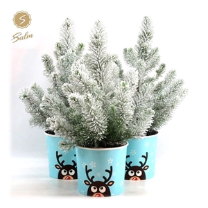 Pinus pinea 'Silver Crest' P17 in Cup X-mas Reindeer Light-Blue + Snow