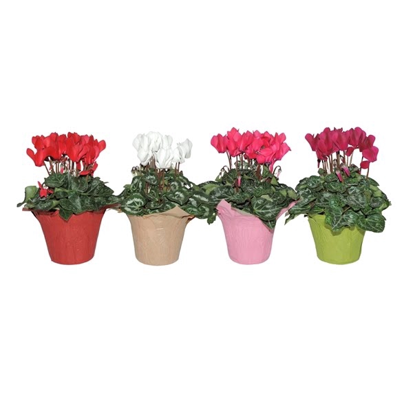 <h4>Cyclamen Super Serie in DecoWrap Gemengd</h4>