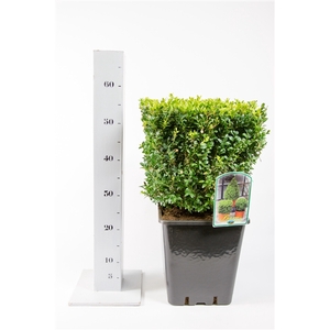 Buxus Sempervirens 30cm kubus