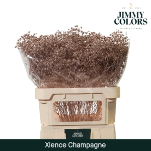 Gyps Xlence L80 Mtlc. champagne