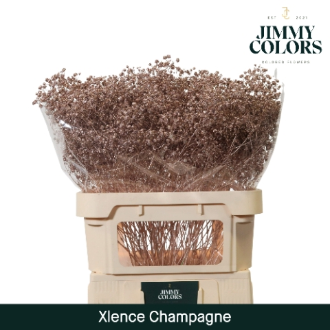 <h4>Gyps Xlence L80 Mtlc. champagne</h4>