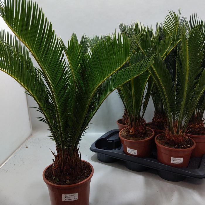 <h4>CYCAS REVOLUTA</h4>