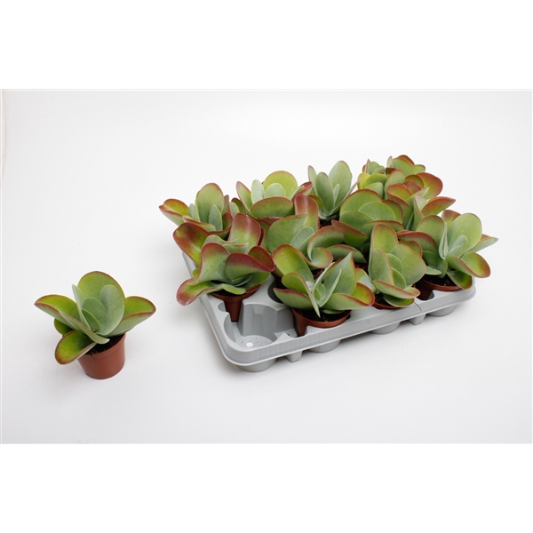 <h4>Kalanchoë Thyrsiflora ( Red Lips)</h4>