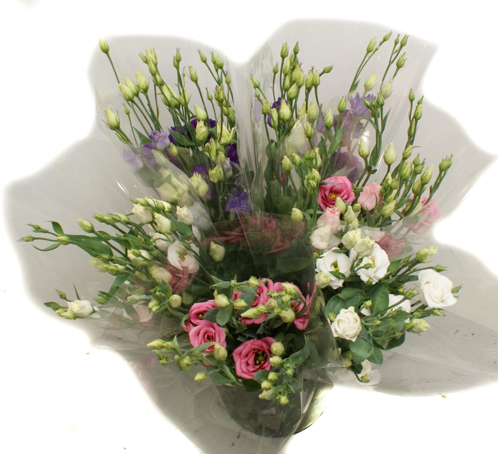 <h4>Mono Eustoma mix</h4>