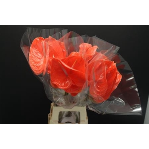 Anthurium Summer