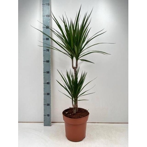 DRA MARGINATA